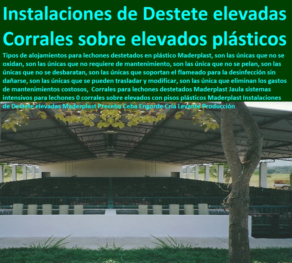 Corrales para lechones destetados Maderplast Jaula sistemas intensivos para lechones 0 corrales sobre elevados con pisos plásticos Maderplast Instalaciones de Destete elevadas Maderplast Preceba Ceba Engorde Cría Levante Producción Corrales para lechones destetados Maderplast Jaula sistemas intensivos para lechones 0 corrales sobre elevados con pisos plásticos Maderplast Instalaciones de Destete elevadas Maderplast Preceba Ceba Engorde Cría Levante Producción